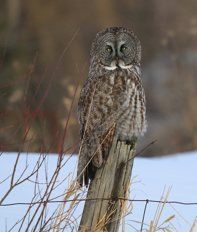 Great Grey Owl perched on a fence post with snowy background by Leslie Abram