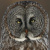 Great Grey Owl