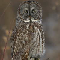 Great Grey Owl