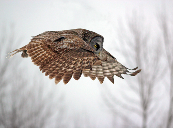 Side or lateral view of a Great Grey Owl in flight by Neil Brazier