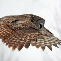 Great Grey Owl