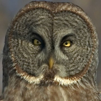 Great Grey Owl