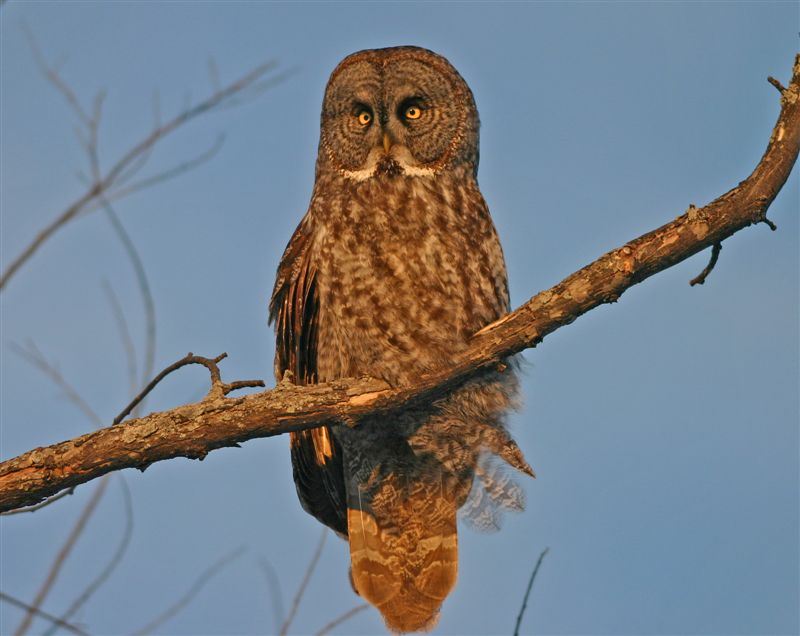 Great Grey Owl perched on a branch looks out by Neil Brazier