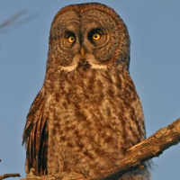 Great Grey Owl