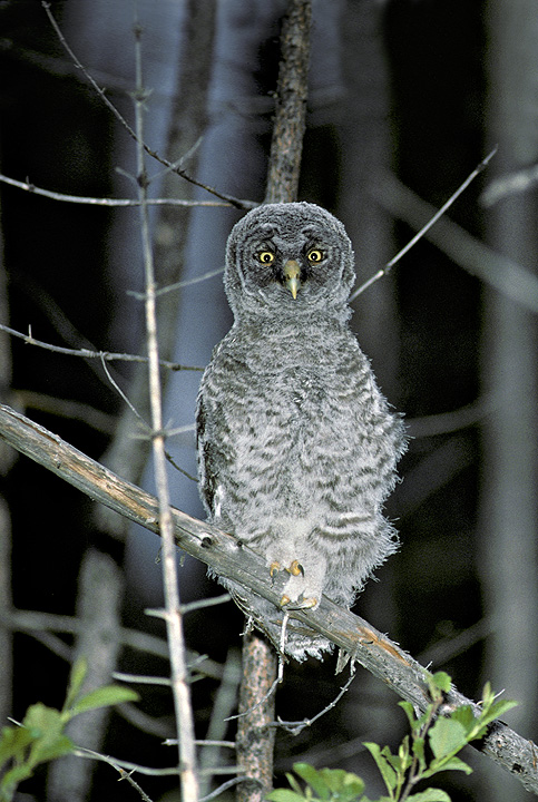 A fledgling Great Grey Owl perched on a branch by Rick & Nora Bowers