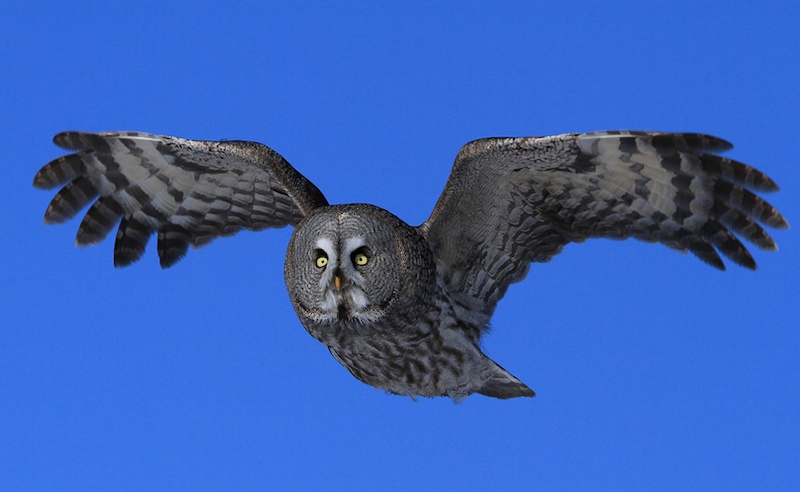 A Great Grey Owl flies towards us with wings out by S.P. Bhargav