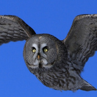 Great Grey Owl