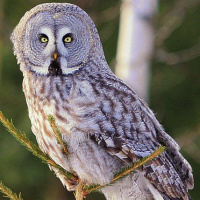 Great Grey Owl