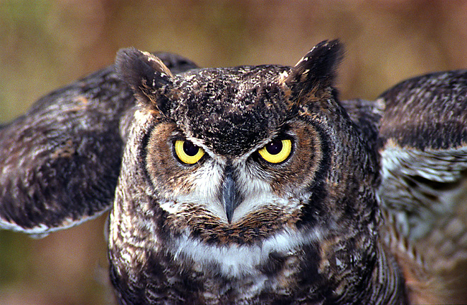 Close facial view of a Great Horned Owl with its wings up by Allen Aisenstein