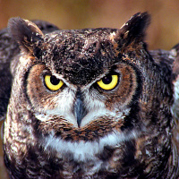 Great Horned Owl