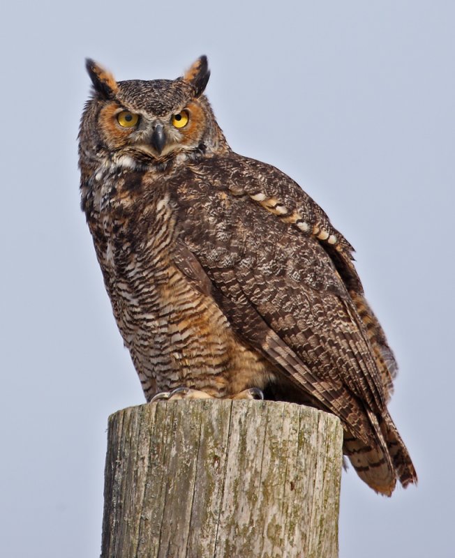 Great Horned Owl with an intense look perched on a post by Ashley Hockenberry