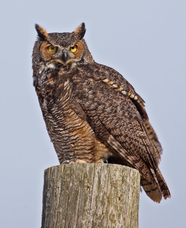 Great Horned Owl with an intense look perched on a post by Ashley Hockenberry