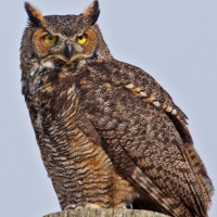 Great Horned Owl