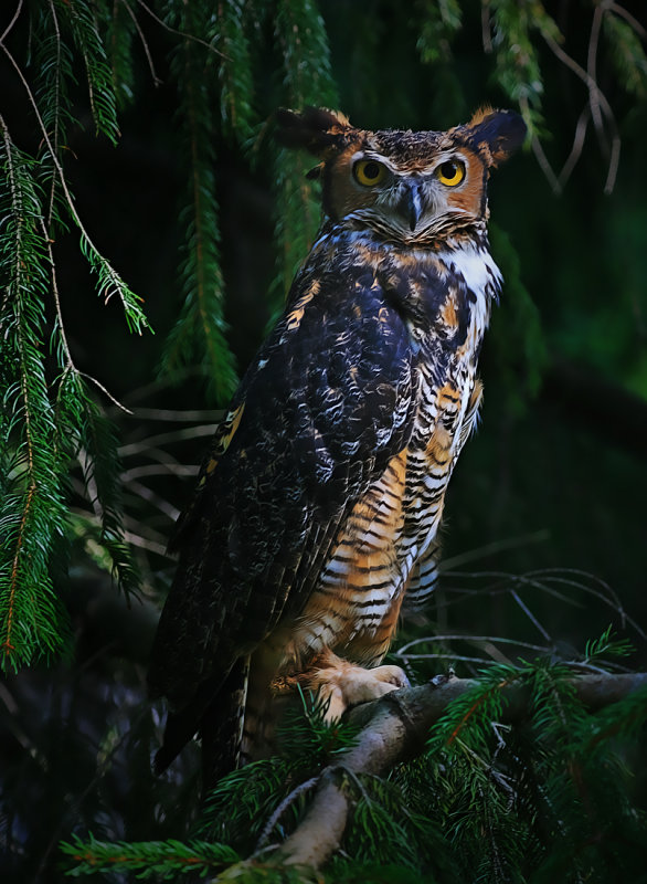 Great Horned Owl perched in the foliage by Ashley Hockenberry