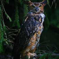 Great Horned Owl