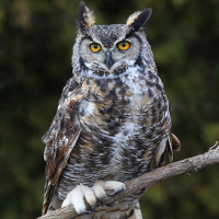 Great Horned Owl