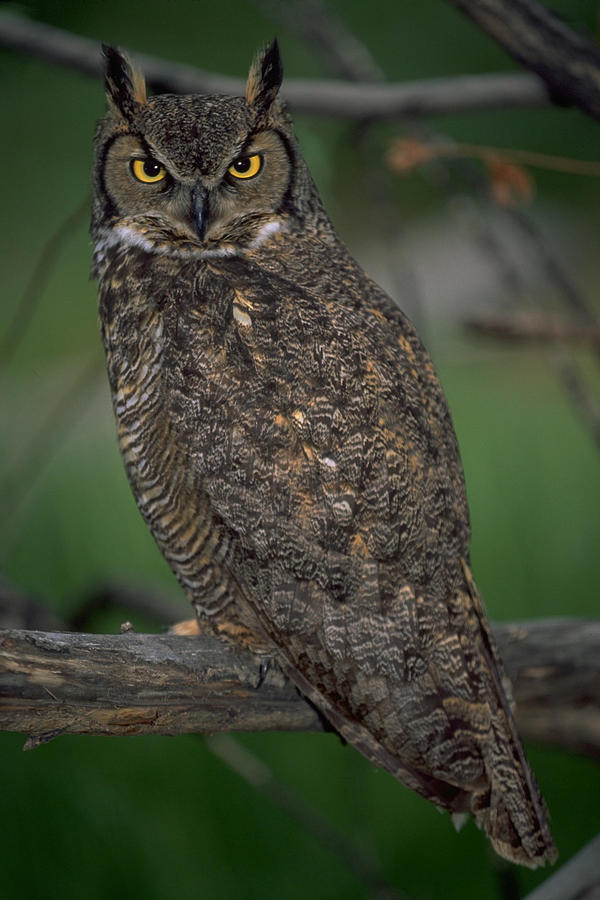 Rear / side view of a Great Horned Owl looking back at us by Don Baccus