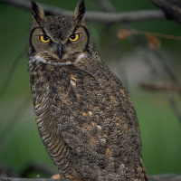 Great Horned Owl