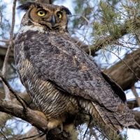 Great Horned Owl