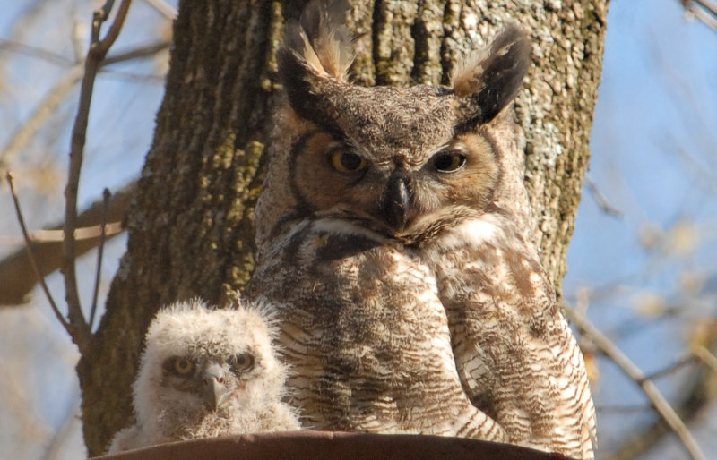 Parent Great Horned Owl and chick look down from a nest by Herm Wallace