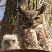 Great Horned Owl