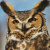 Great Horned Owl