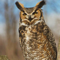 Great Horned Owl