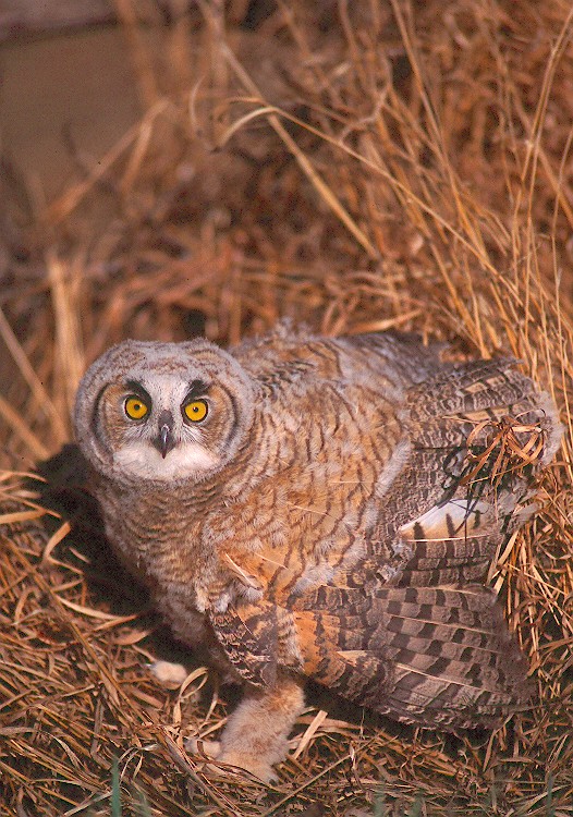 Young Great Horned Owl standing in the grass with wings slightly open by Jared Hobbs