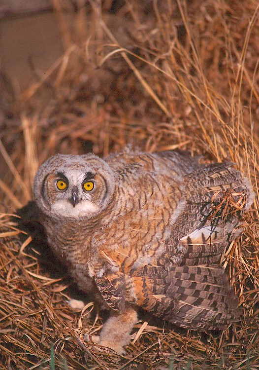 Young Great Horned Owl standing in the grass with wings slightly open by Jared Hobbs