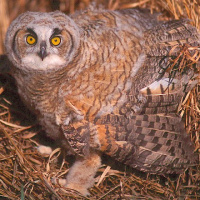 Great Horned Owl