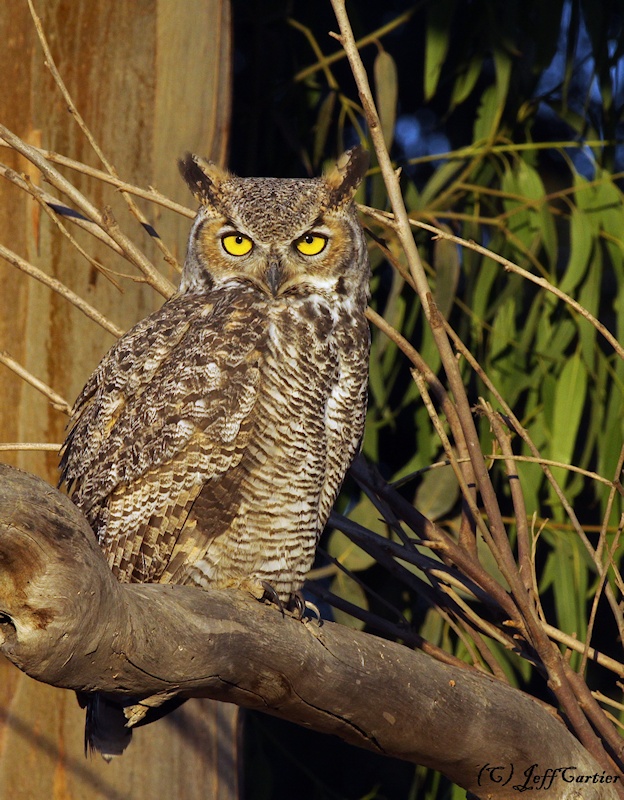 Great Horned Owl perched on a branch in the daytime by Jeff Cartier