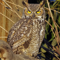 Great Horned Owl