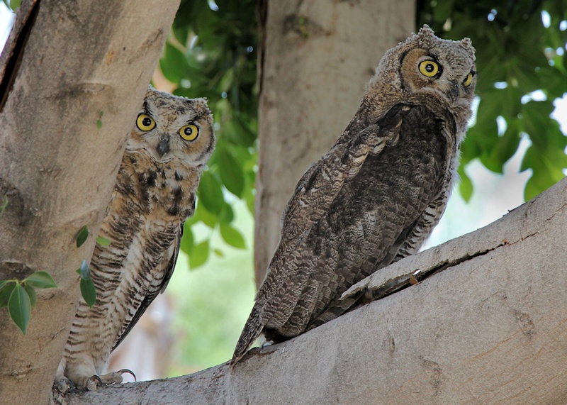 Two young Great Horned Owls in the fork of a tree by Raz Yalov
