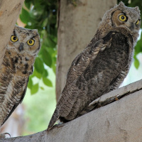 Great Horned Owl