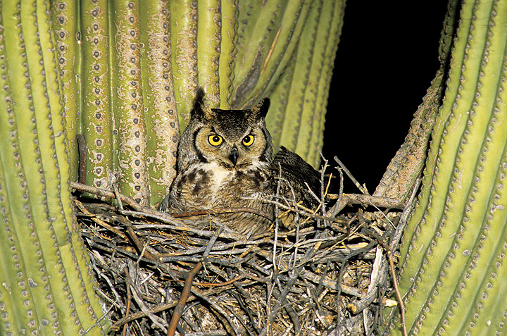 Great Horned Owl on a stick nest in a cactus by Rick & Nora Bowers
