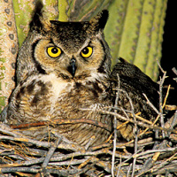 Great Horned Owl