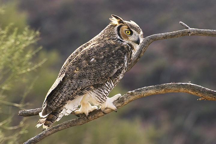 Side view of a Great Horned Owl standing on a branch out in the open by Rick & Nora Bowers