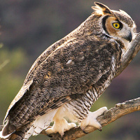 Great Horned Owl