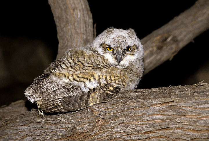 Young Great Horned Owl on a large branch at night by Rick & Nora Bowers