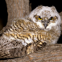 Great Horned Owl