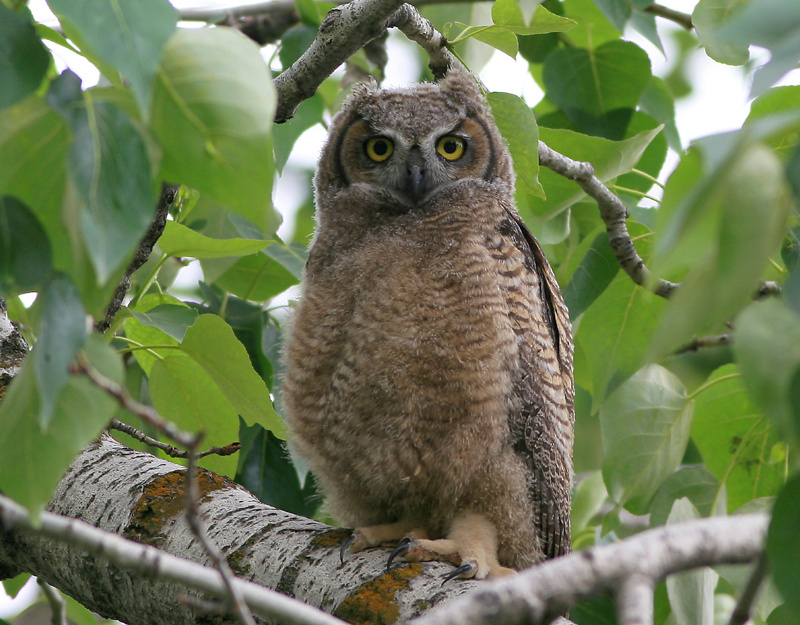 Young Great Horned Owl standing on a branch among the foliage by Thomas W. Dahlen