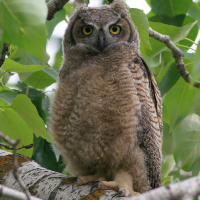 Great Horned Owl