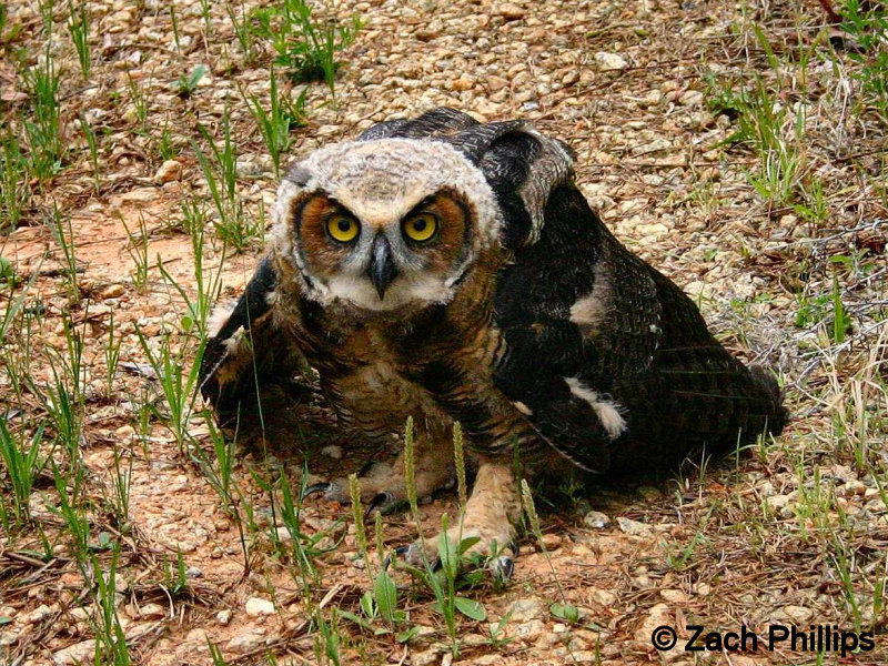 Fledgling Great Horned Owl on the ground with wings slightly open by Zach Phillips
