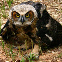 Great Horned Owl