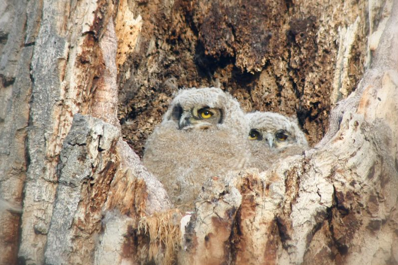 Two baby Great Horned Owls look out from their nest hole by Thomas W. Dahlen
