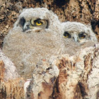 Great Horned Owl