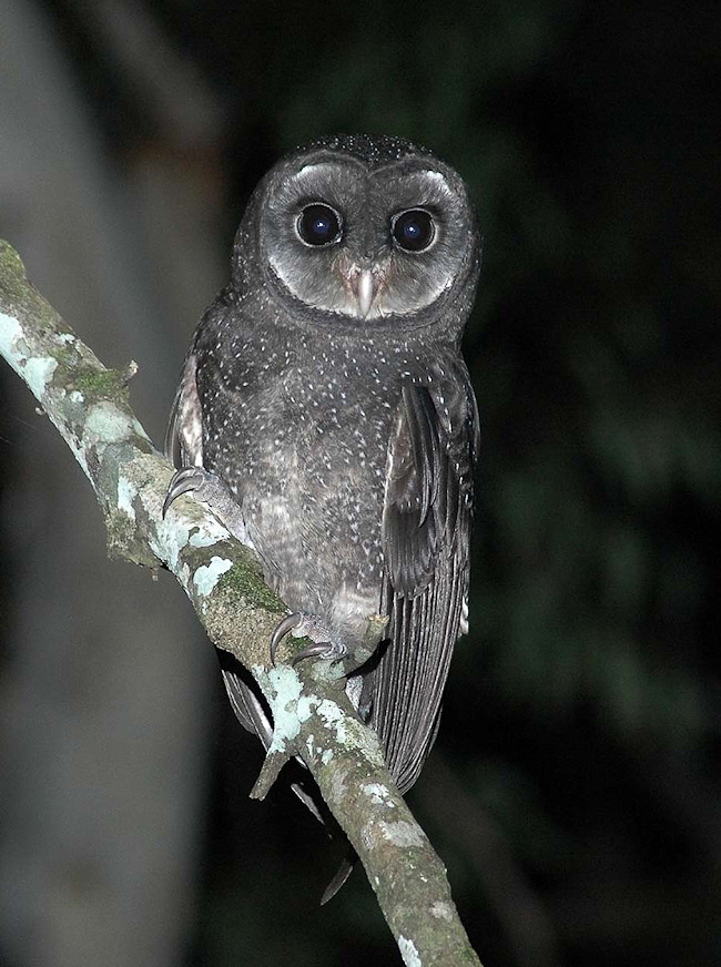 A Stunning frontal portrait of a Greater Sooty Owl on a tree branch by Richard Jackson