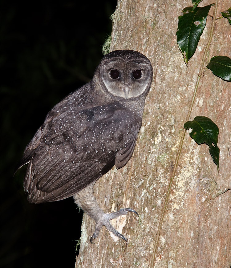 Greater Sooty Owl on the side of a tree by Richard Jackson