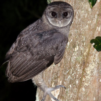 Greater Sooty Owl