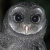 Greater Sooty Owl